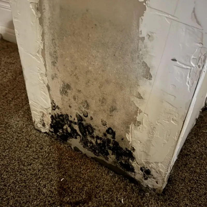 Professional Mold Removal in Ridge Manor, FL